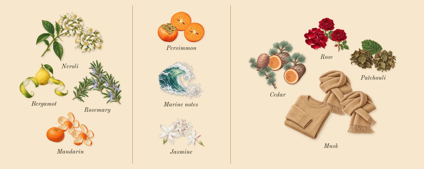 Acqua di Giò’s scent picture, a draft: marine notes, bergamot, cedar, neroli, mandarin, rosemary drawn so far; dashed outlines where nothing is drawn yet