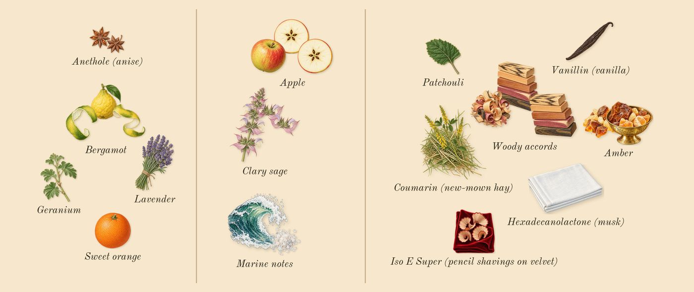 Acqua di Giò Intense’s scent picture, a draft: amber, woody accords, bergamot, apple, marine notes, clary sage drawn so far; dashed outlines where nothing is drawn yet