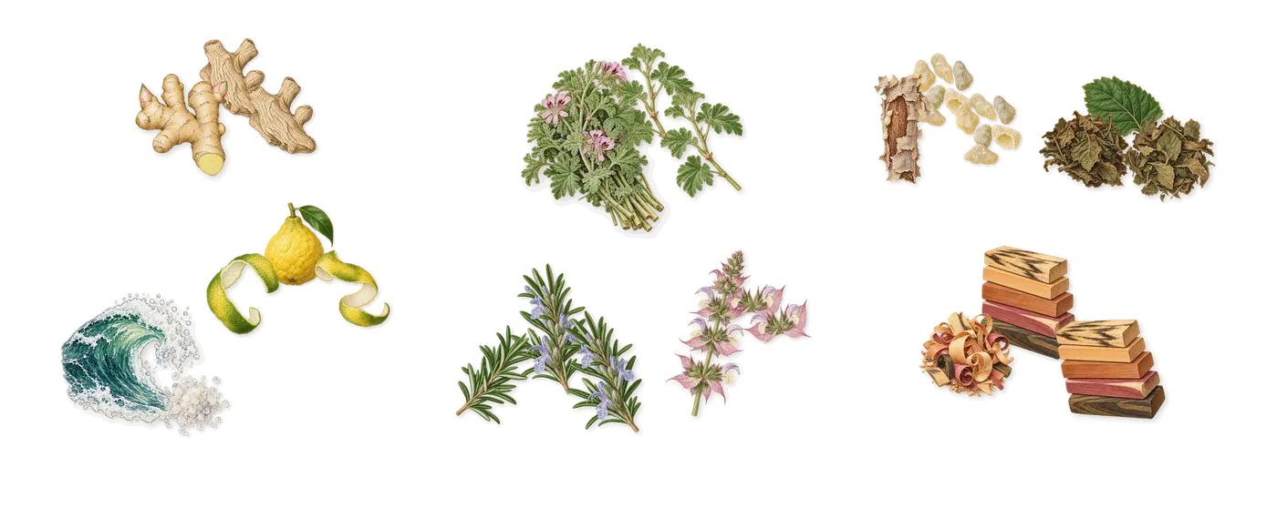 Acqua di Giò’s scent picture, a draft: bergamot, ginger, marine notes, geranium, rosemary, clary sage drawn so far; dashed outlines where nothing is drawn yet