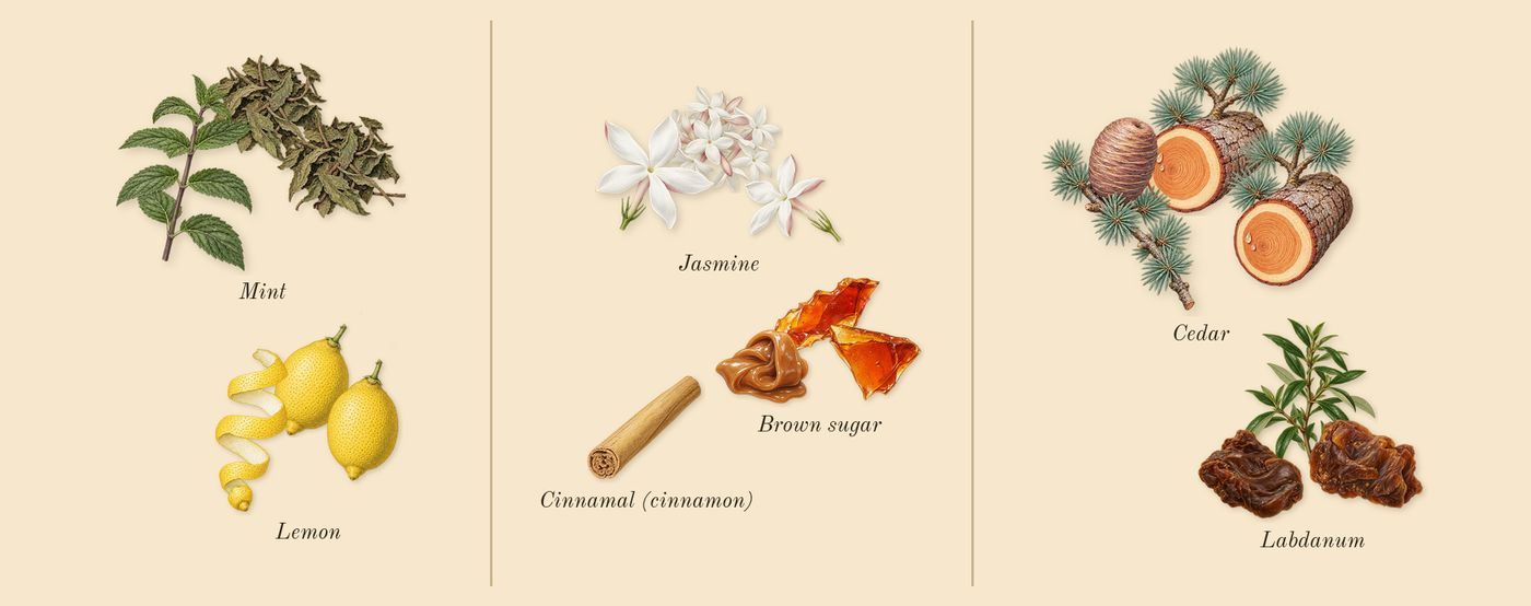 Acqua di Gioia’s scent picture, a draft: lemon, jasmine, cedar, labdanum, mint, brown sugar drawn so far; dashed outlines where nothing is drawn yet