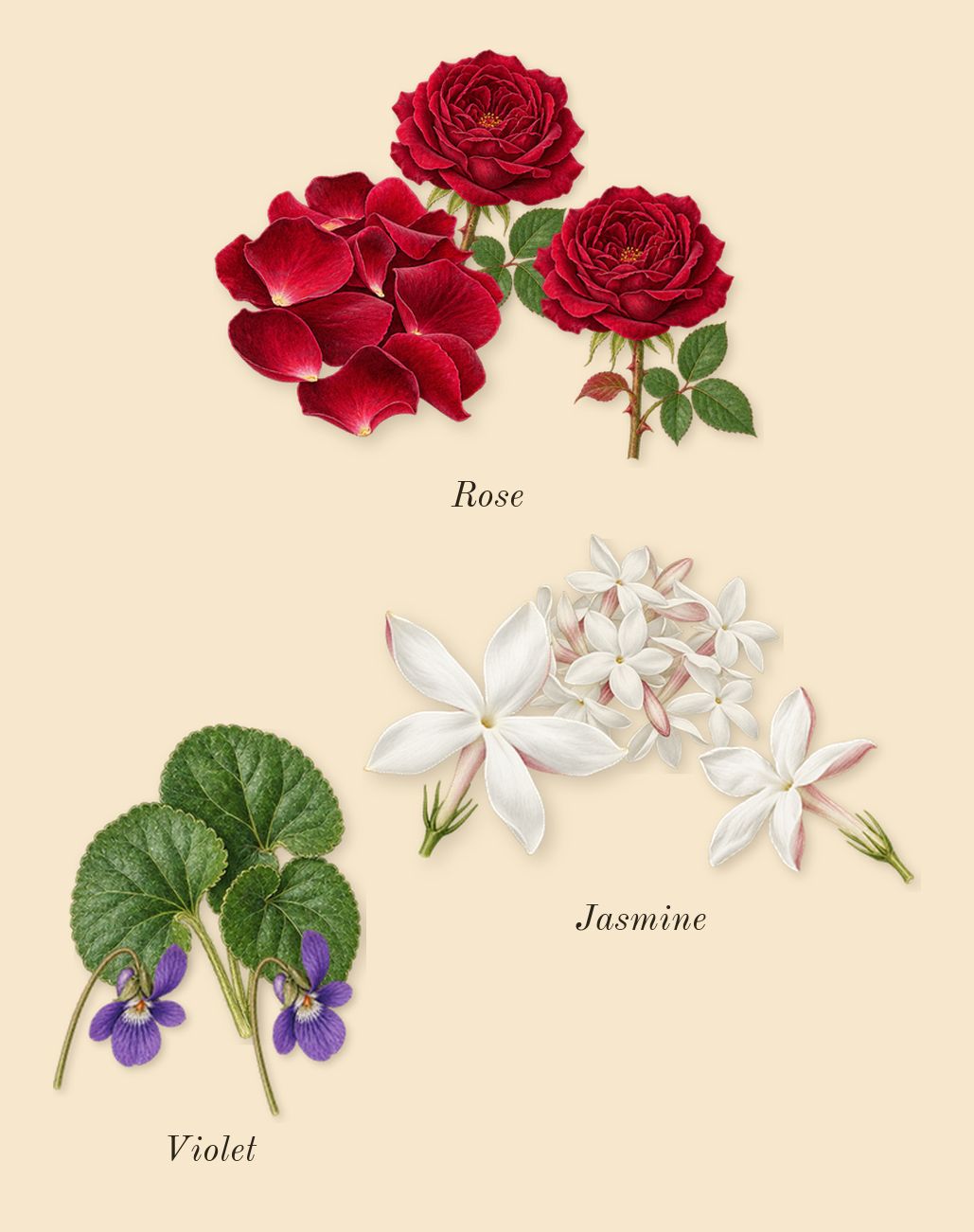 Because It's You, heart: Violet, Rose, Jasmine