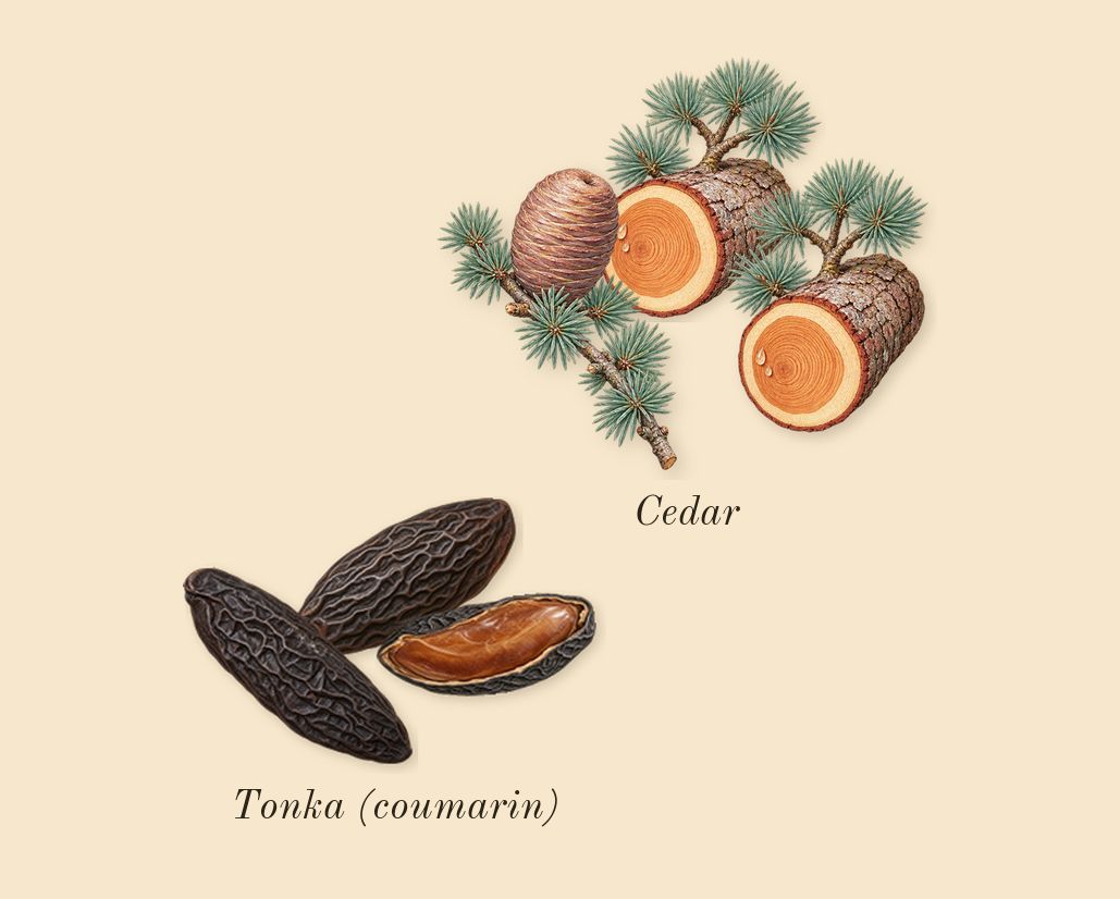 Code, dry-down: Tonka (coumarin), Cedar