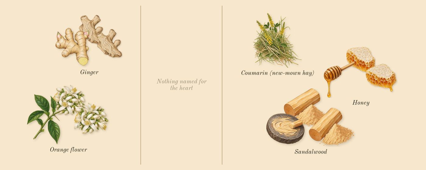 Code Femme’s scent picture, a draft: orange flower, ginger, honey, sandalwood, coumarin (new-mown hay) drawn so far; dashed outlines where nothing is drawn yet