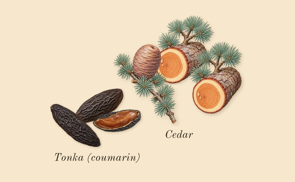Code, dry-down: Tonka (coumarin), Cedar