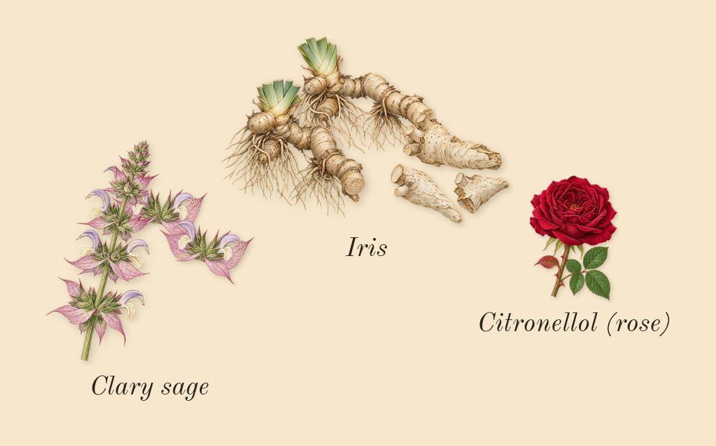 Code, heart: Clary sage, Iris, Citronellol (rose)