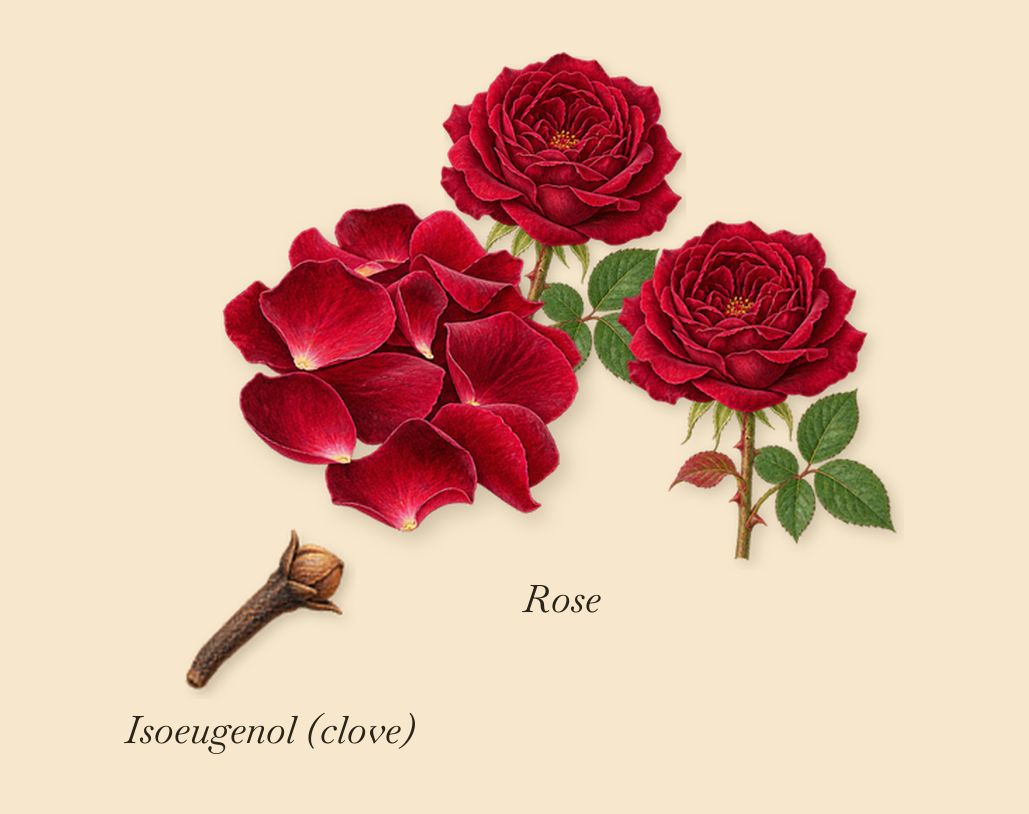 Cuir Nu, as it settles: Rose, Isoeugenol (clove)