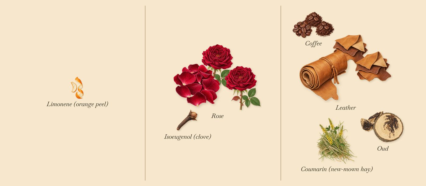 Cuir Nu’s scent picture, a draft: leather, coffee, rose, oud, coumarin (new-mown hay), limonene (orange peel) drawn so far; dashed outlines where nothing is drawn yet