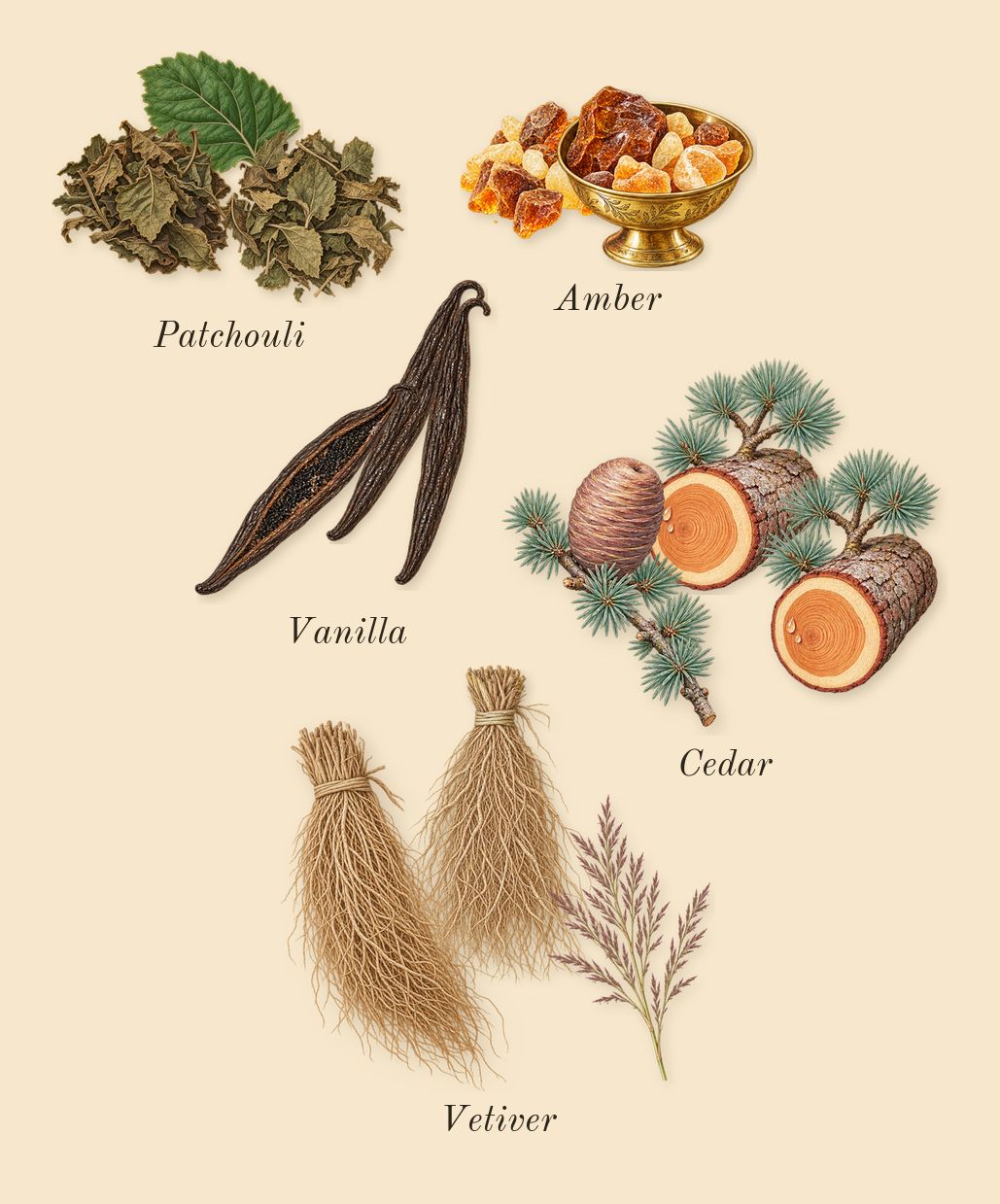 Diamonds, dry-down: Amber, Vetiver, Vanilla, Cedar, Patchouli