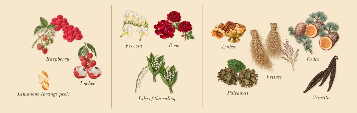 Diamonds’s scent picture, a draft: lychee, raspberry, rose, lily of the valley, freesia, amber drawn so far; dashed outlines where nothing is drawn yet