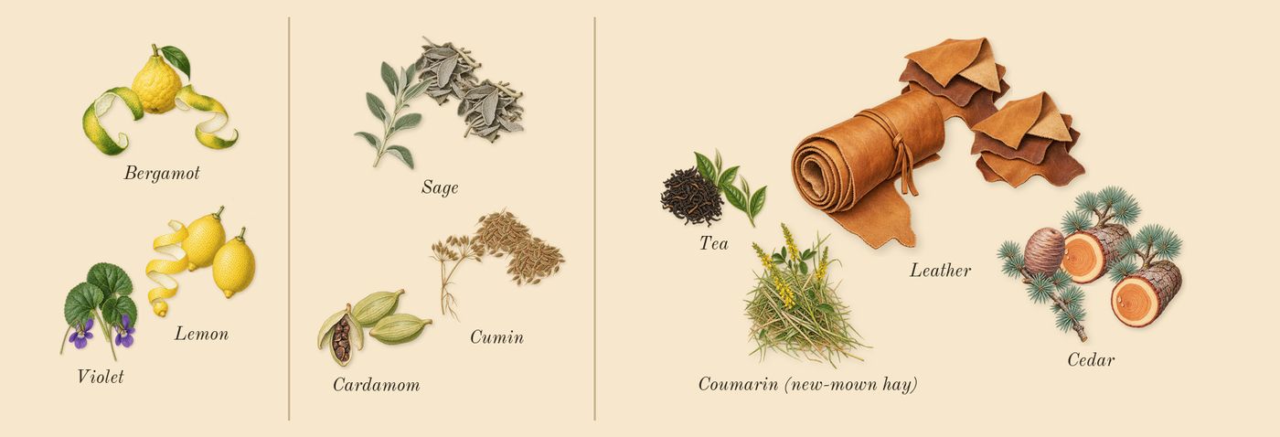 Eau de Cèdre’s scent picture, a draft: bergamot, lemon, violet, cardamom, cumin, sage drawn so far; dashed outlines where nothing is drawn yet