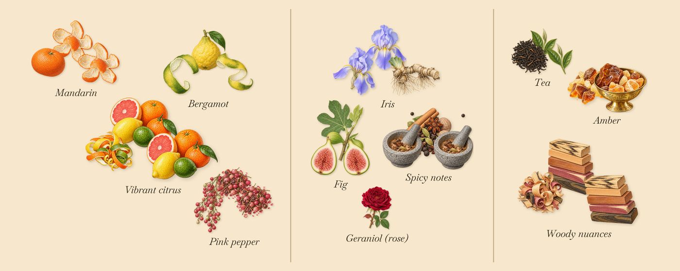 Figuier Eden’s scent picture, a draft: vibrant citrus, pink pepper, fig, iris, spicy notes, amber drawn so far; dashed outlines where nothing is drawn yet