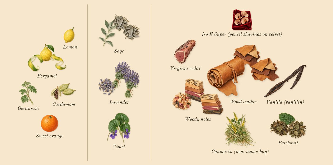 I Will’s scent picture, a draft: bergamot, lavender, sage, violet, vanilla (vanillin), woody notes drawn so far; dashed outlines where nothing is drawn yet