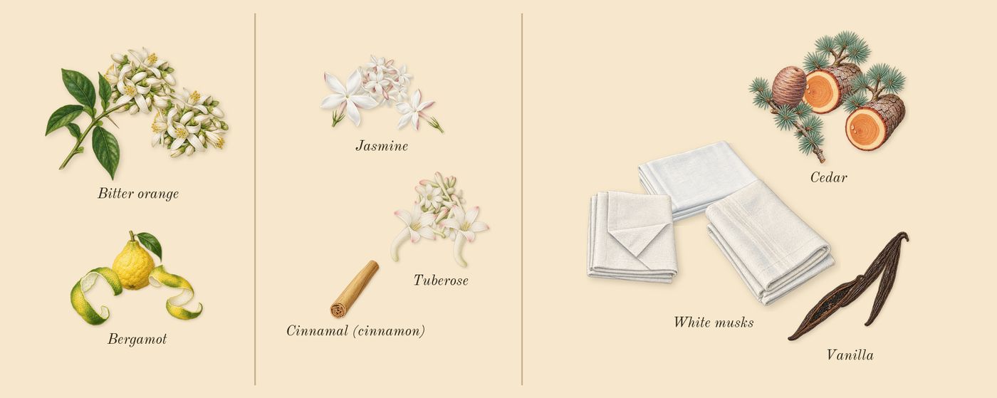 My Way’s scent picture, a draft: bergamot, bitter orange, tuberose, jasmine, cedar, vanilla drawn so far; dashed outlines where nothing is drawn yet