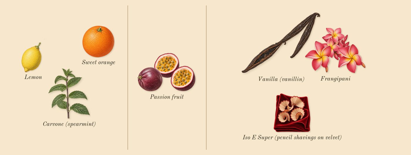 Power of You’s scent picture, a draft: passion fruit, frangipani, vanilla (vanillin), sweet orange, lemon, iso e super (pencil shavings on velvet) drawn so far; dashed outlines where nothing is drawn yet