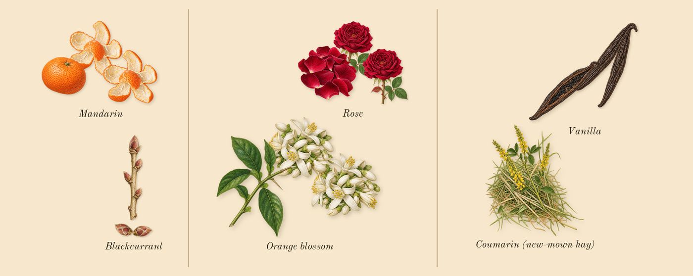 Sì’s scent picture, a draft: blackcurrant, mandarin, orange blossom, vanilla, rose, coumarin (new-mown hay) drawn so far; dashed outlines where nothing is drawn yet