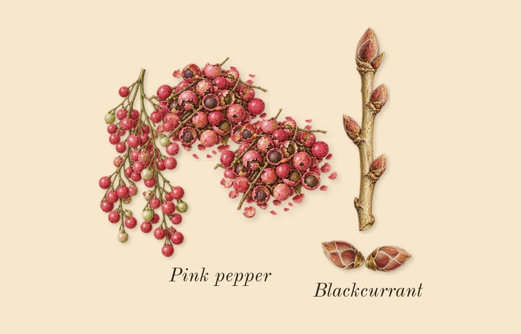 Sì Passione, top notes: Blackcurrant, Pink pepper