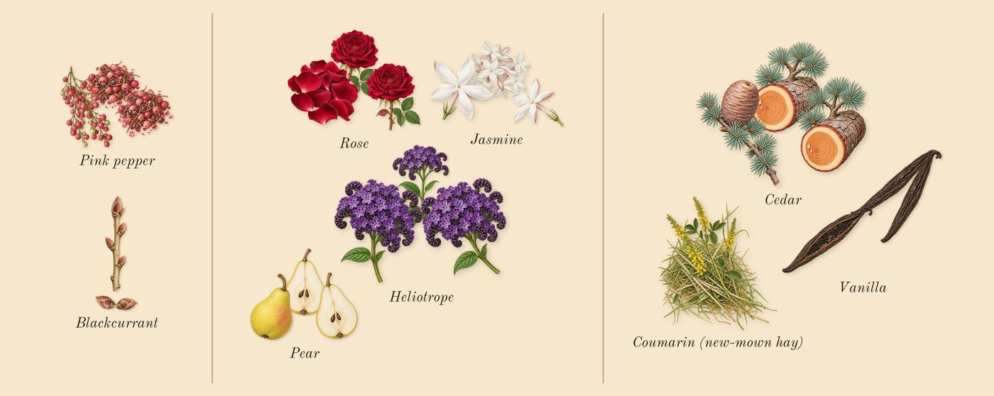 Sì Passione’s scent picture, a draft: blackcurrant, jasmine, cedar, pear, rose, vanilla drawn so far; dashed outlines where nothing is drawn yet