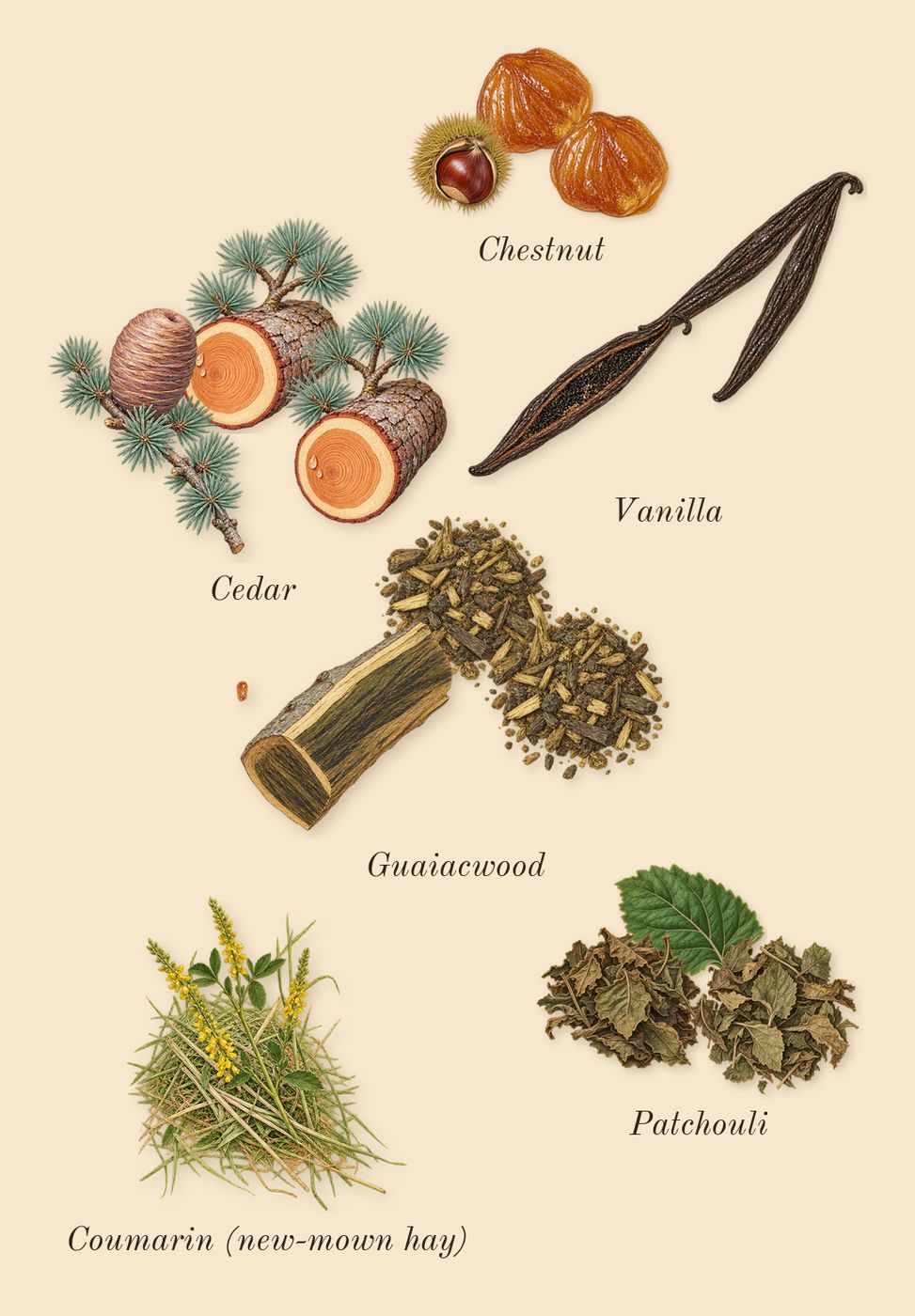 Stronger With You Absolutely, dry-down: Cedar, Vanilla, Guaiacwood, Patchouli, Chestnut, Coumarin (new-mown hay)