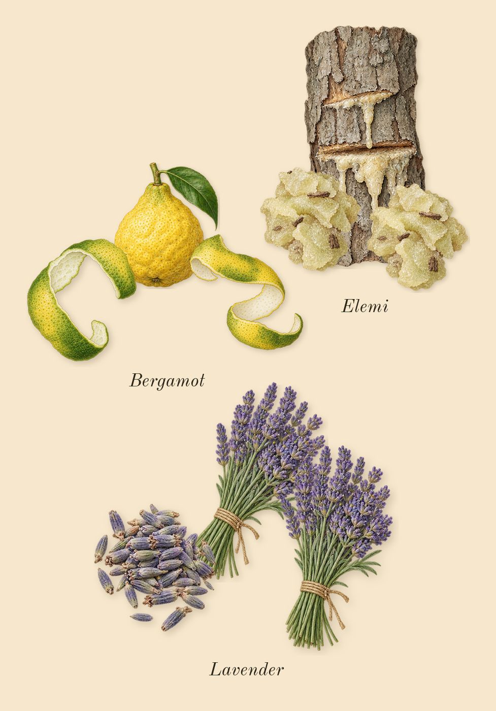 Stronger With You Absolutely, top notes: Bergamot, Lavender, Elemi
