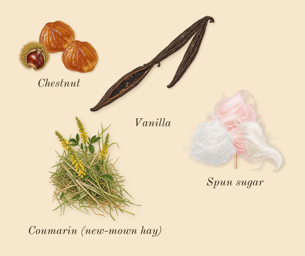 Stronger With You, dry-down: Chestnut, Vanilla, Spun sugar, Coumarin (new-mown hay)
