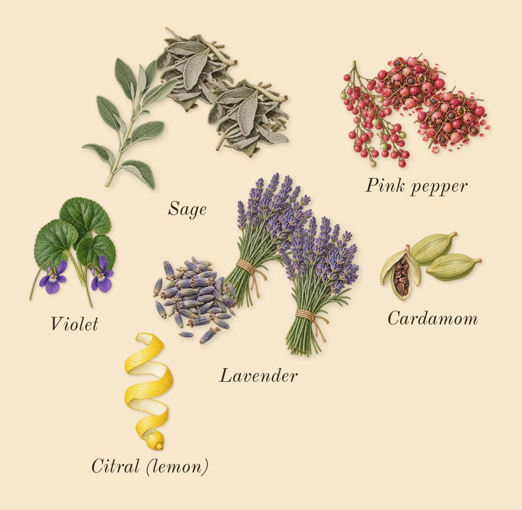 Stronger With You, top notes: Pink pepper, Sage, Cardamom, Violet, Lavender, Citral (lemon)