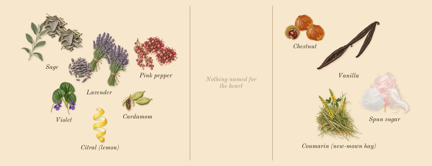Stronger With You’s scent picture, a draft: pink pepper, sage, chestnut, cardamom, violet, lavender drawn so far; dashed outlines where nothing is drawn yet
