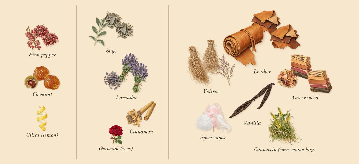 Stronger With You Intensely’s scent picture, a draft: pink pepper, chestnut, lavender, sage, amber wood, vanilla drawn so far; dashed outlines where nothing is drawn yet