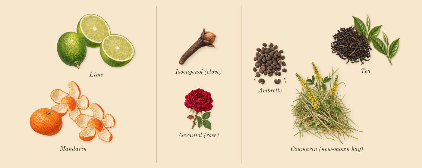 Thé Yulong’s scent picture, a draft: mandarin, tea, lime, ambrette, coumarin (new-mown hay), geraniol (rose) drawn so far; dashed outlines where nothing is drawn yet