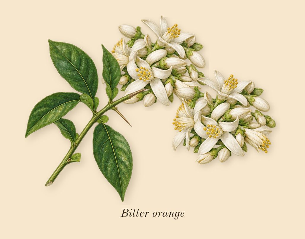 Vert Malachite, top notes: Bitter orange
