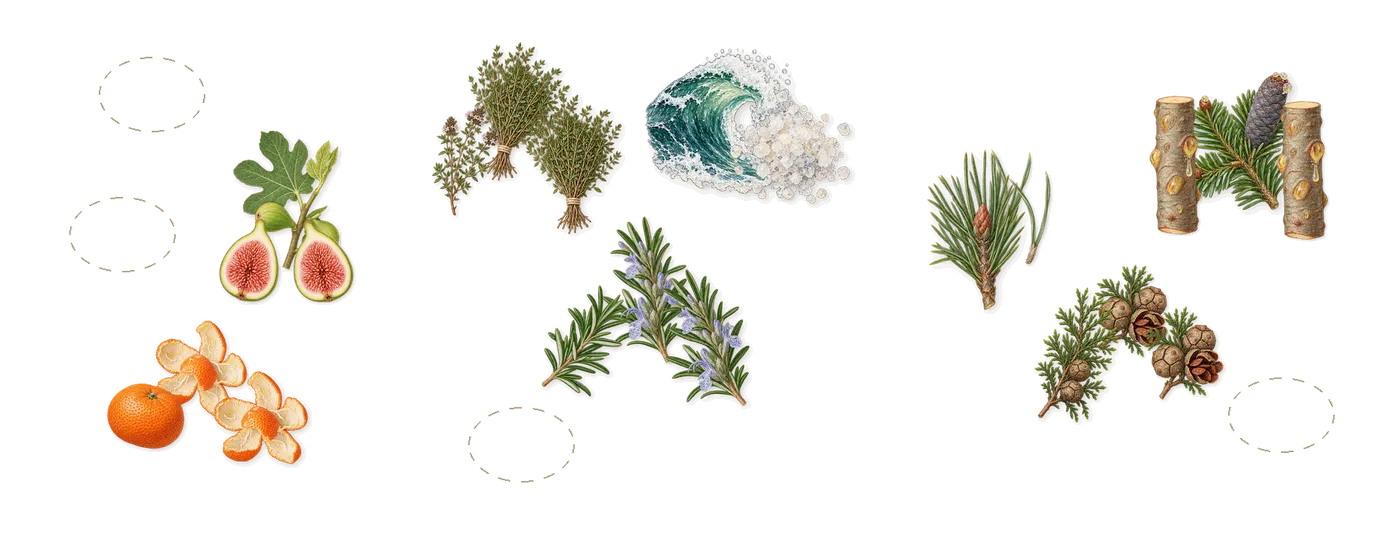 A Grove by the Sea’s scent picture, a draft: fig, mandarin, thyme, rosemary, pine, fir balsam drawn so far; dashed outlines where nothing is drawn yet