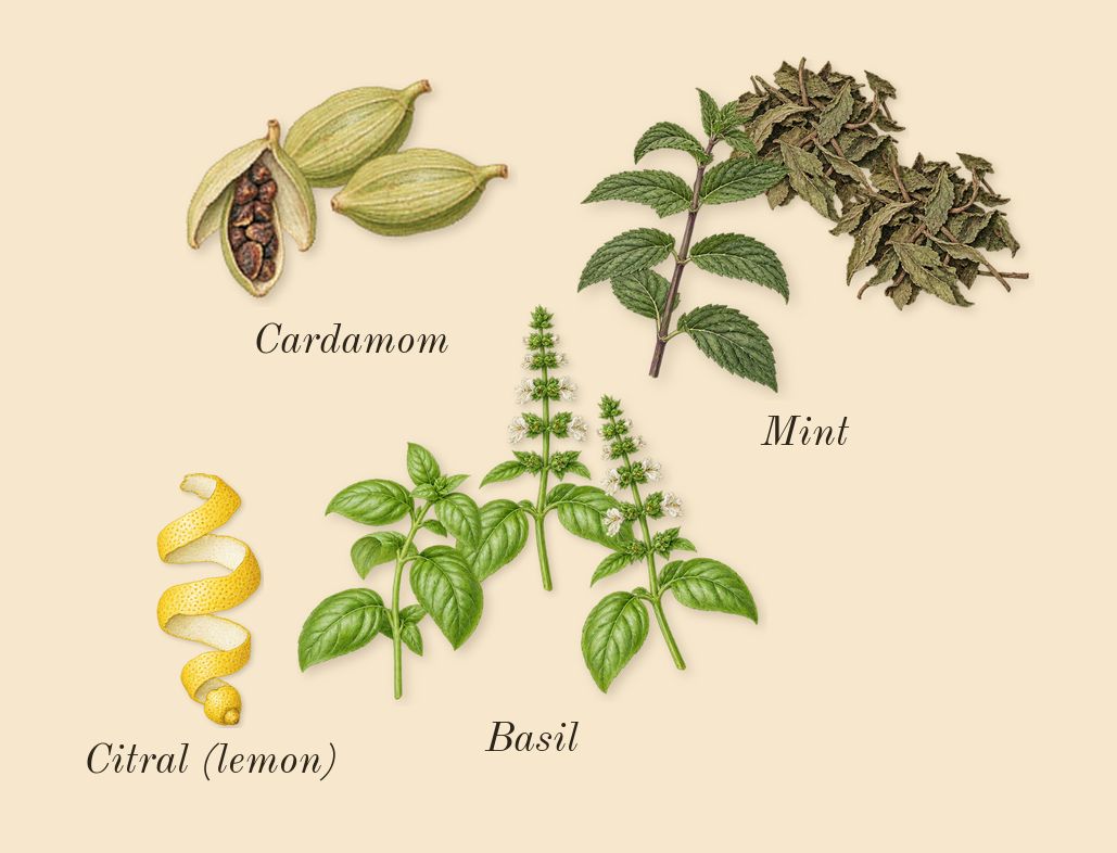 Ameerat Al Arab, top notes: Basil, Cardamom, Mint, Citral (lemon)