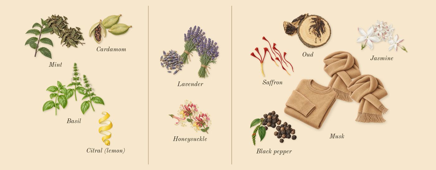 Ameerat Al Arab’s scent picture, a draft: basil, cardamom, mint, honeysuckle, lavender, saffron drawn so far; dashed outlines where nothing is drawn yet