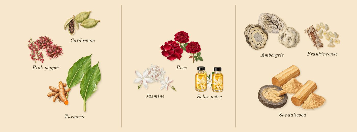 Ashore’s scent picture, a draft: pink pepper, cardamom, turmeric, jasmine, solar notes, rose drawn so far; dashed outlines where nothing is drawn yet