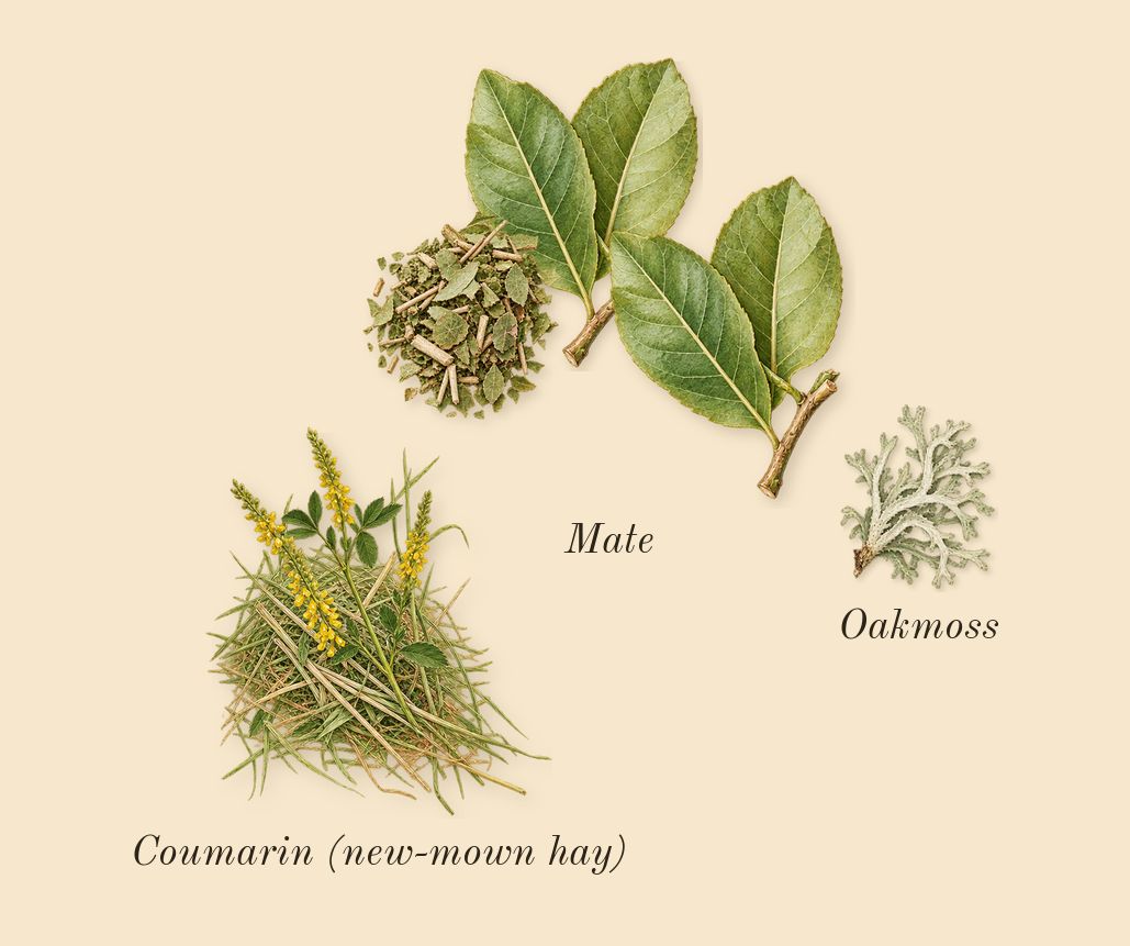 Chrome, dry-down: Mate, Oakmoss, Coumarin (new-mown hay)