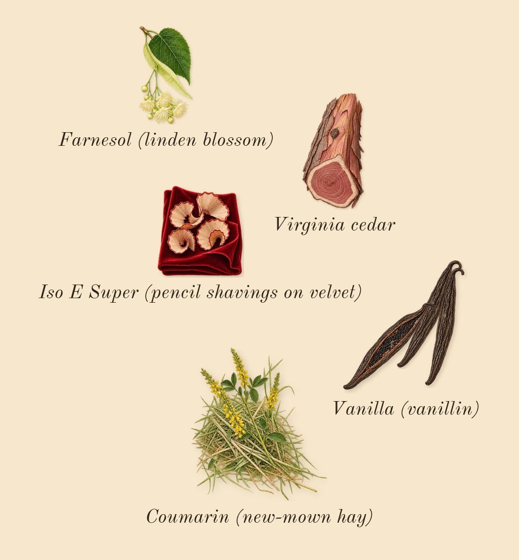 Forever Wanted Absolu, dry-down: Vanilla (vanillin), Virginia cedar, Iso E Super (pencil shavings on velvet), Coumarin (new-mown hay), Farnesol (linden blossom)