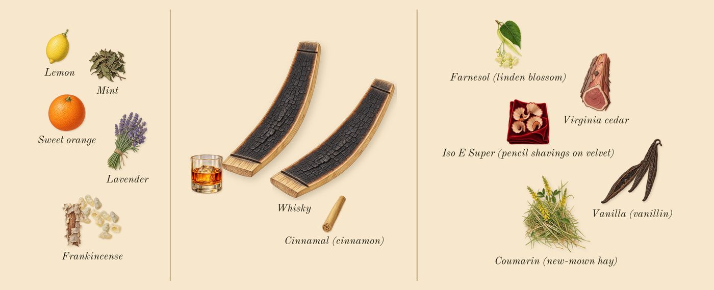 Forever Wanted Absolu’s scent picture, a draft: frankincense, whisky, vanilla (vanillin), lavender, virginia cedar, lemon drawn so far; dashed outlines where nothing is drawn yet