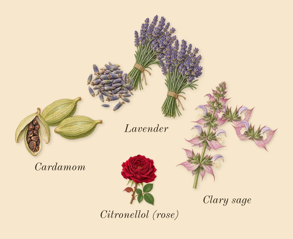Forever Wanted, heart: Clary sage, Lavender, Cardamom, Citronellol (rose)