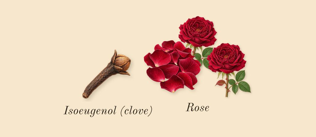 Pour Elle, heart: Rose, Isoeugenol (clove)