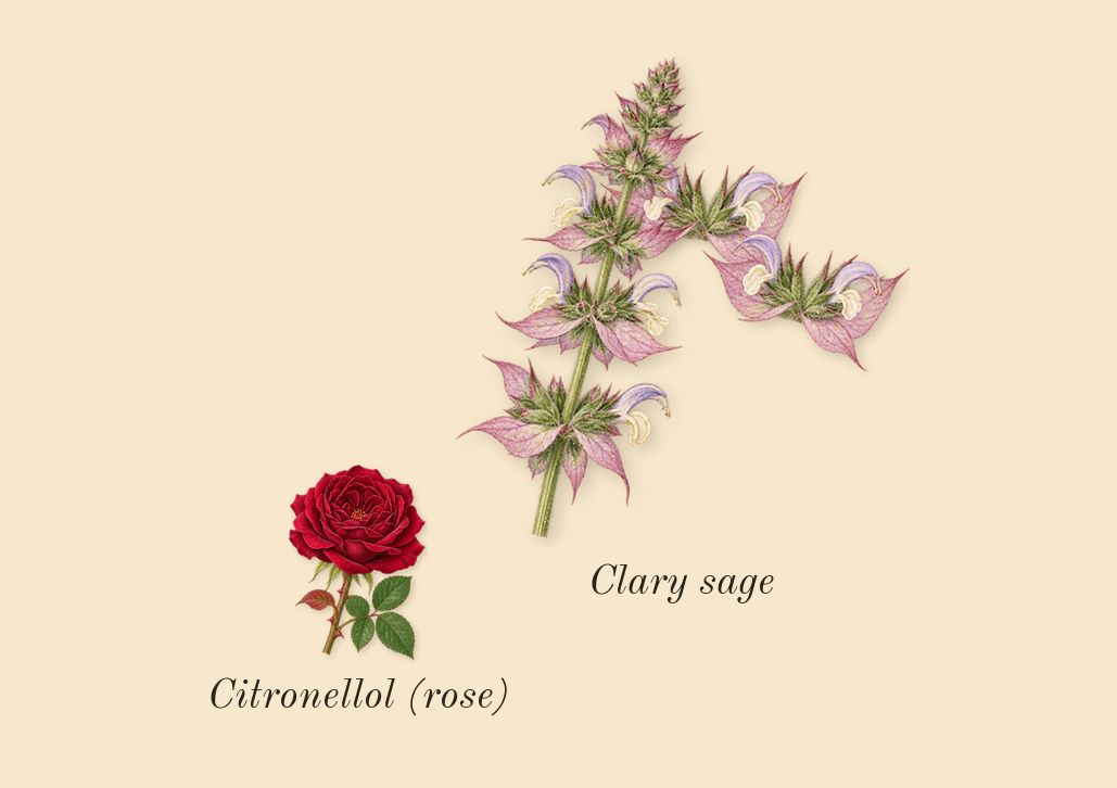 Sport, heart: Clary sage, Citronellol (rose)