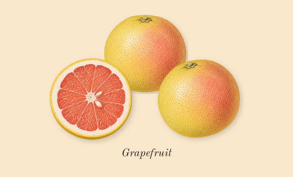 Sport, top notes: Grapefruit