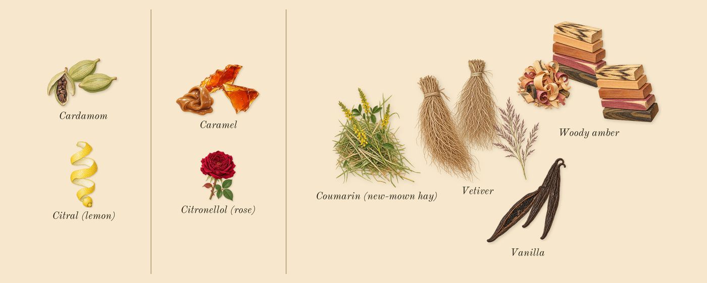 The Most Wanted’s scent picture, a draft: cardamom, caramel, woody amber, vanilla, vetiver, coumarin (new-mown hay) drawn so far; dashed outlines where nothing is drawn yet
