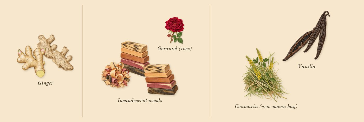 The Most Wanted’s scent picture, a draft: ginger, incandescent woods, vanilla, coumarin (new-mown hay), geraniol (rose) drawn so far; dashed outlines where nothing is drawn yet