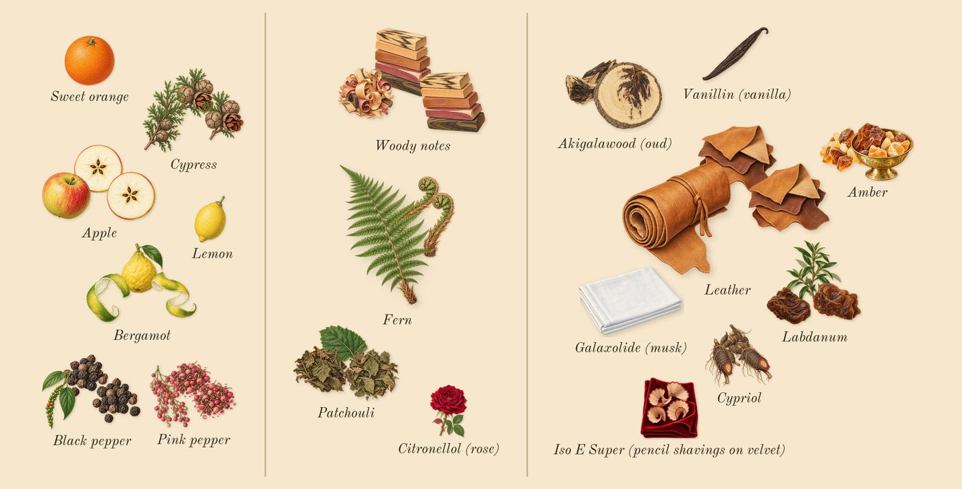 Signature’s scent picture, a draft: cypress, black pepper, apple, bergamot, woody notes, patchouli drawn so far; dashed outlines where nothing is drawn yet