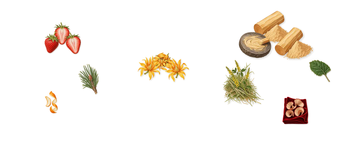 Destin de Balmain’s scent picture, a draft: strawberry, champaca, sandalwood, patchouli, iso e super (pencil shavings on velvet), coumarin (new-mown hay) drawn so far; dashed outlines where nothing is drawn yet