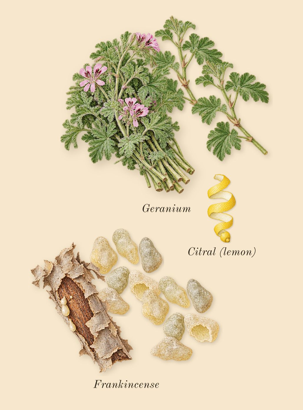 Ébène, top notes: Frankincense, Geranium, Citral (lemon)