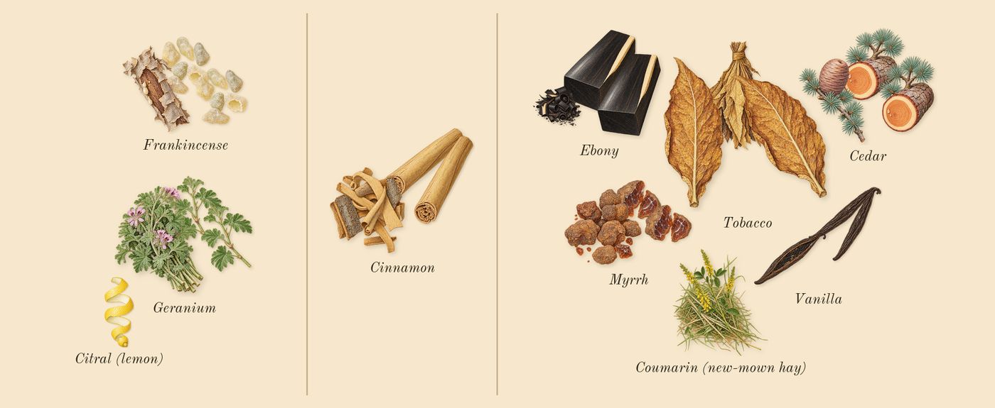 Ébène’s scent picture, a draft: ebony, myrrh, tobacco, frankincense, geranium, cedar drawn so far; dashed outlines where nothing is drawn yet