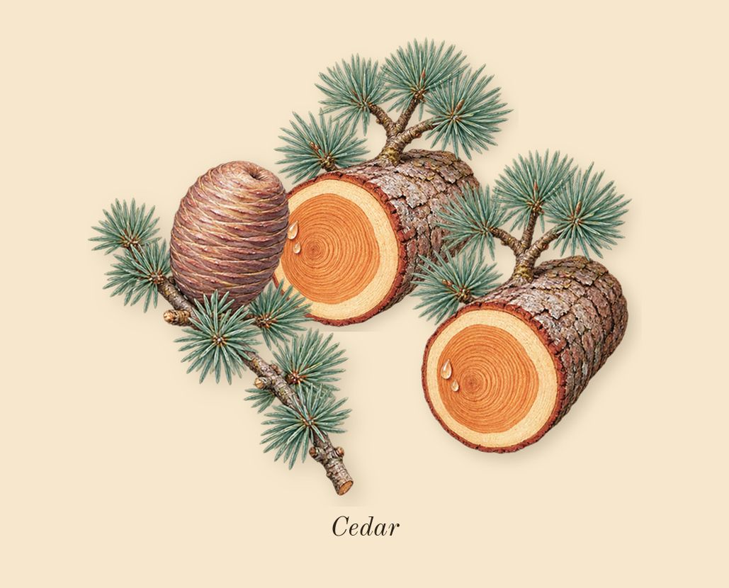 Brightest Bloom, dry-down: Cedar