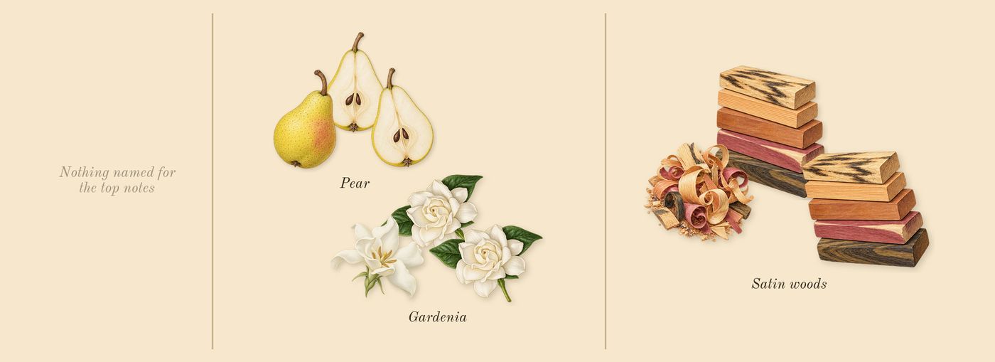 Dressed in White’s scent picture, a draft: pear, gardenia, satin woods drawn so far; dashed outlines where nothing is drawn yet