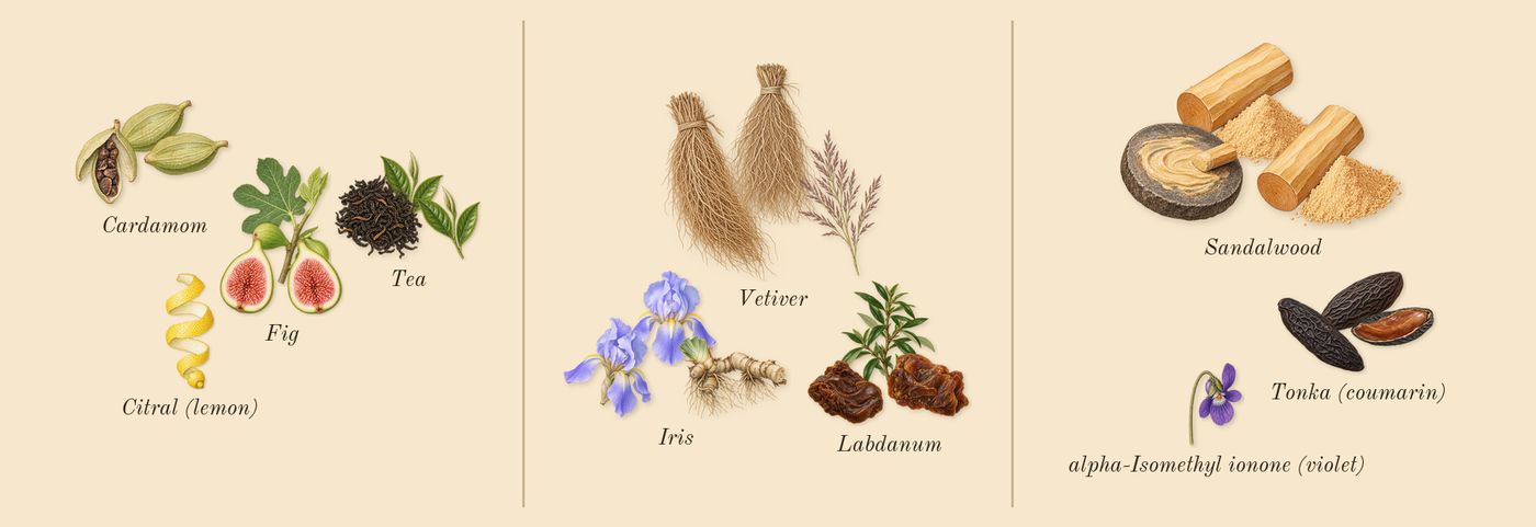 Gris Charnel’s scent picture, a draft: fig, tea, cardamom, iris, vetiver, sandalwood drawn so far; dashed outlines where nothing is drawn yet