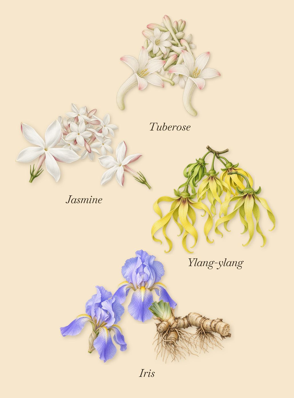 Tubéreuse Impériale, as it settles: Tuberose, Ylang-ylang, Jasmine, Iris